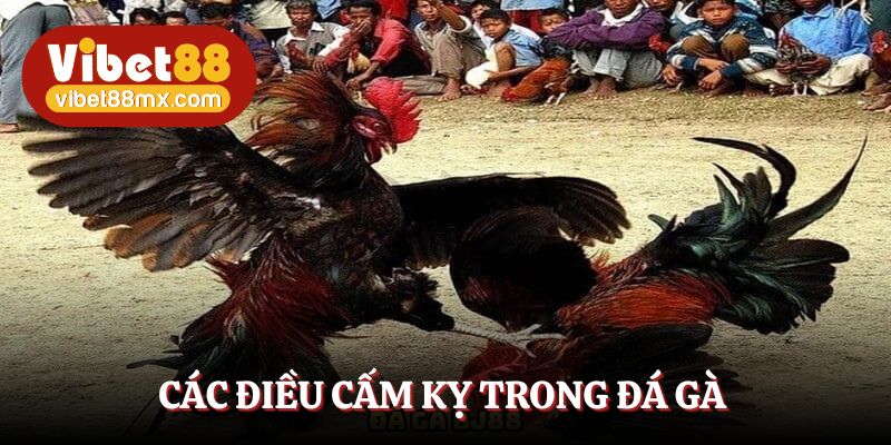 Các điều cấm kỵ khi nói về đá gà cựa dao