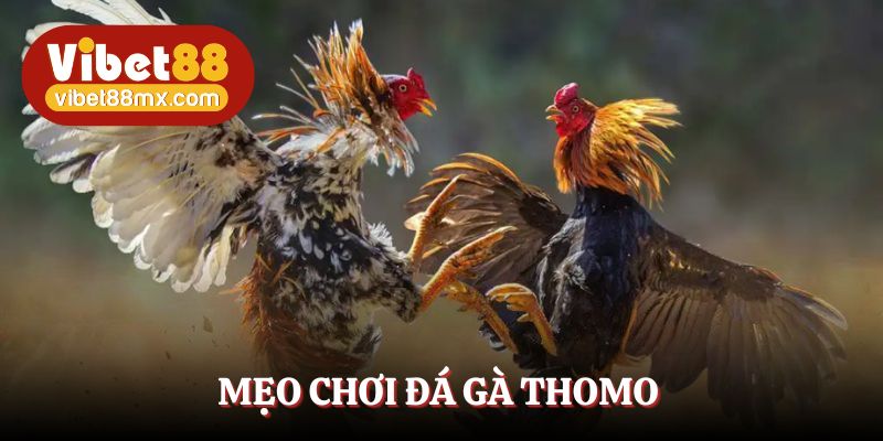 Các mẹo vàng giúp kê thủ thắng lớn khi đá gà