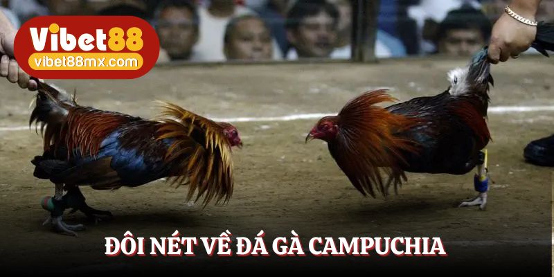 Đá gà Campuchia - Thú vui tao nhã của kê thủ Việt Nam