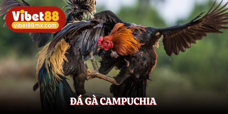 đá gà campuchia
