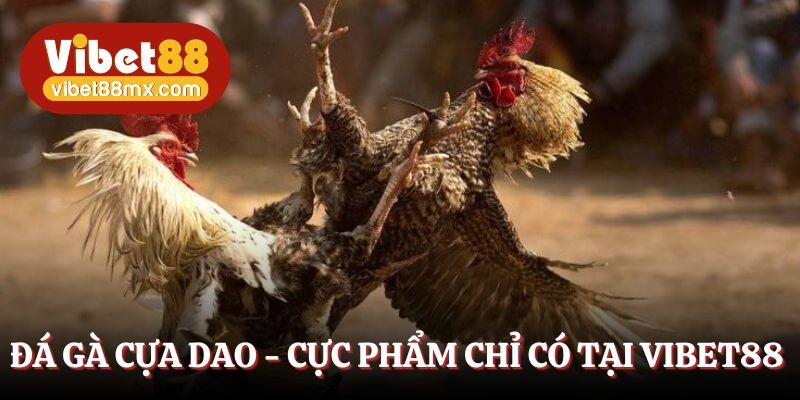 Đá gà cựa dao - Cực phẩm chỉ có tại Vibet88