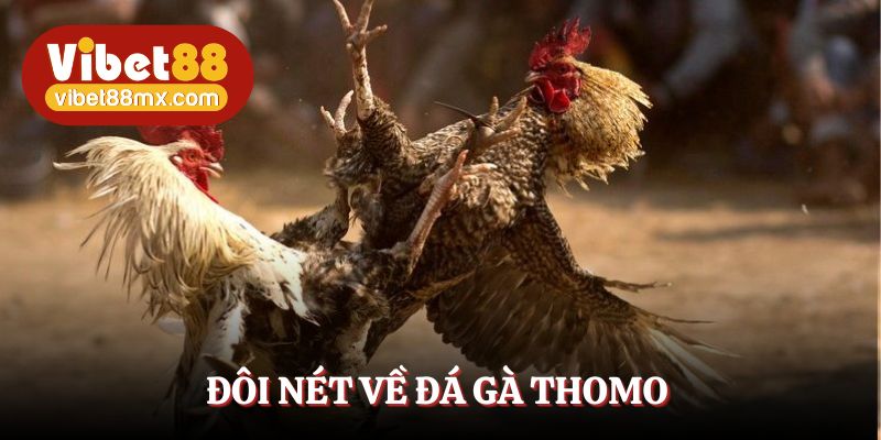 Đá gà Thomo - Sàn đấu hấp dẫn, thú vị