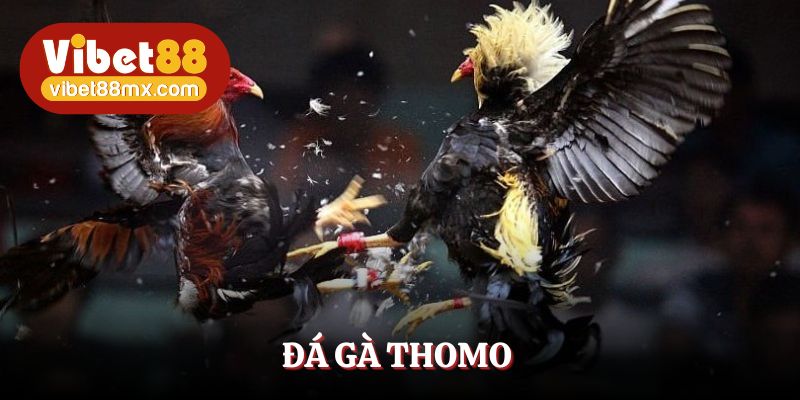 đá gà thomo