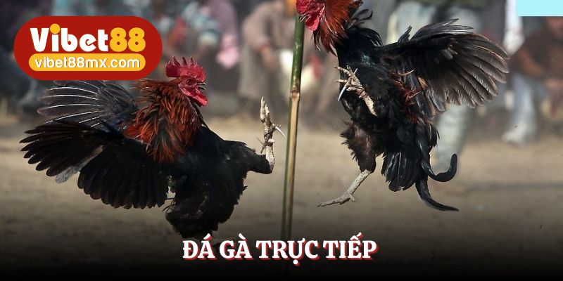đá gà trực tiếp