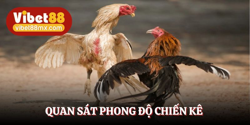 Hãy quan sát phong độ chiến kê trước khi đặt cược
