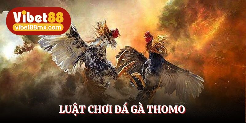 Học luật chơi đá gà Thomo chi tiết, dễ nhớ