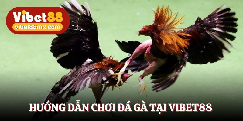 Hướng dẫn cách tạo tài khoản Vibet88 chơi đá gà cựa sắt