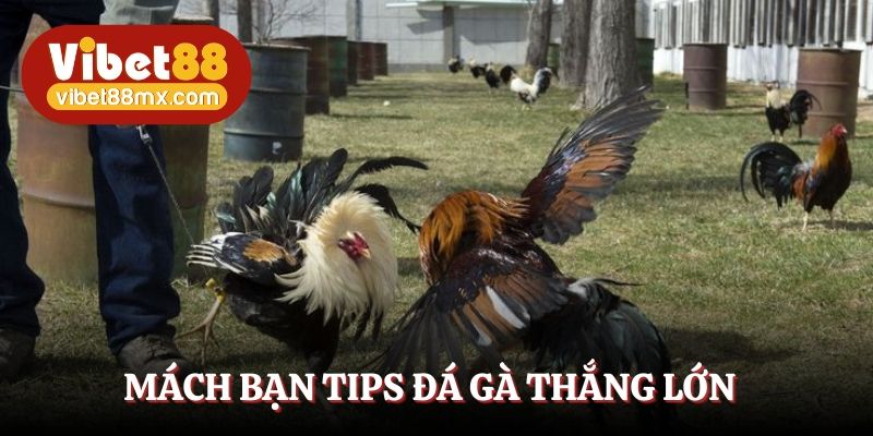 Mách bạn tips đá gà thắng lớn