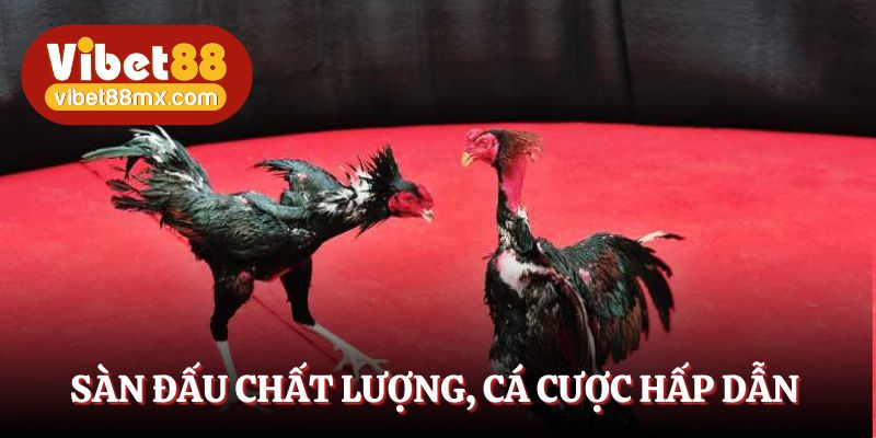 Sàn đấu chất lượng, cá cược hấp dẫn