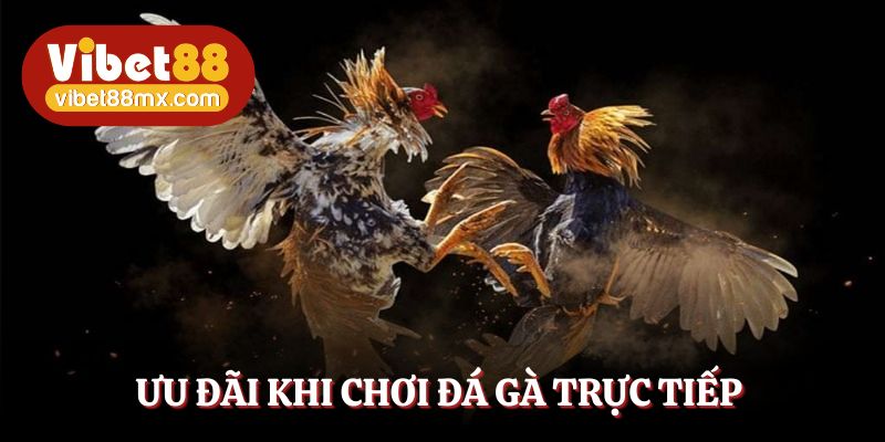 Tổng hợp ưu đãi khi chơi đá gà trực tiếp tại Vibet88