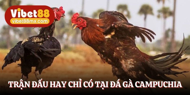 Trận đấu hay chỉ có tại đá gà Campuchia